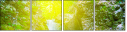 75460842