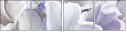 75789551