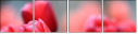76096373