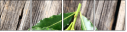 77818715