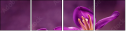79035921
