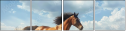 852913556