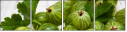 91494085