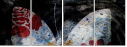 139107091