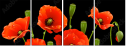 21203923