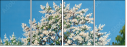 21587802