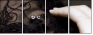 21991281