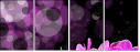 23152561