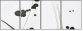 23695176