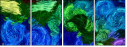 262127014