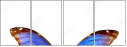 29644334