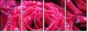 30650072