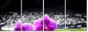 32250117