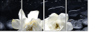32251345