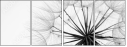33514436
