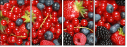 33767405