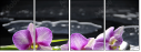 34084516