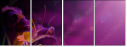 34429409
