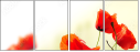 35616478