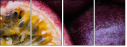 36705995