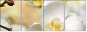 37764632
