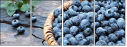 38310758