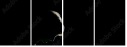 39076557