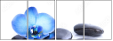 39900290