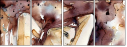 41178185