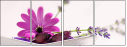 42488132