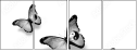 42537223
