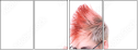 43245255