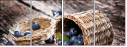 43616365