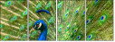 43782837
