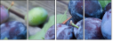 43823181