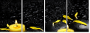 43880281