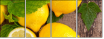 43956293