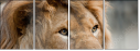 44169584