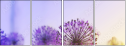 44687067