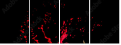 45070058