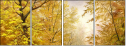 45637975
