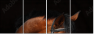 46187059