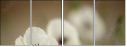 47729615