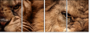 49550663