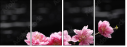 49632305