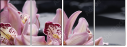49633932