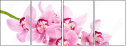 49864251