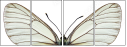 50053603