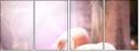 50330504