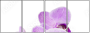 50610337